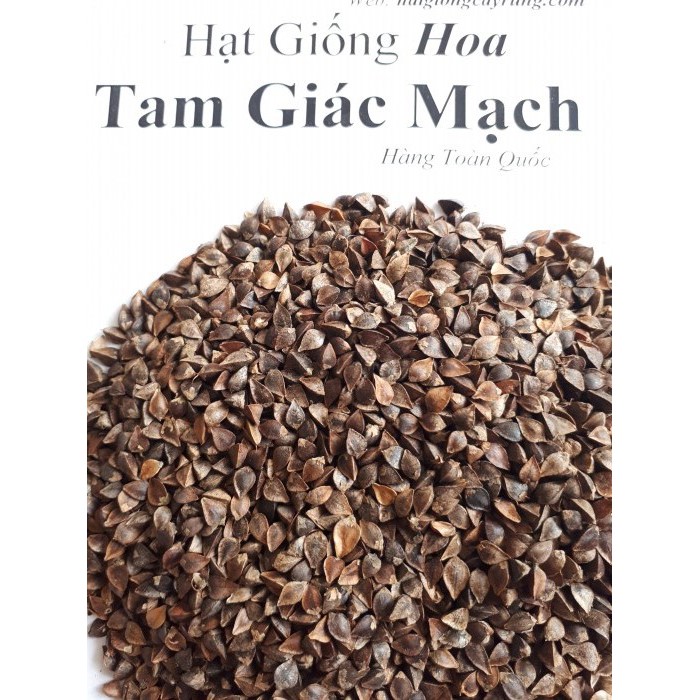 Hạt Hoa Tam Giác Mạch: Từ Gieo Trồng Đến Sử Dụng