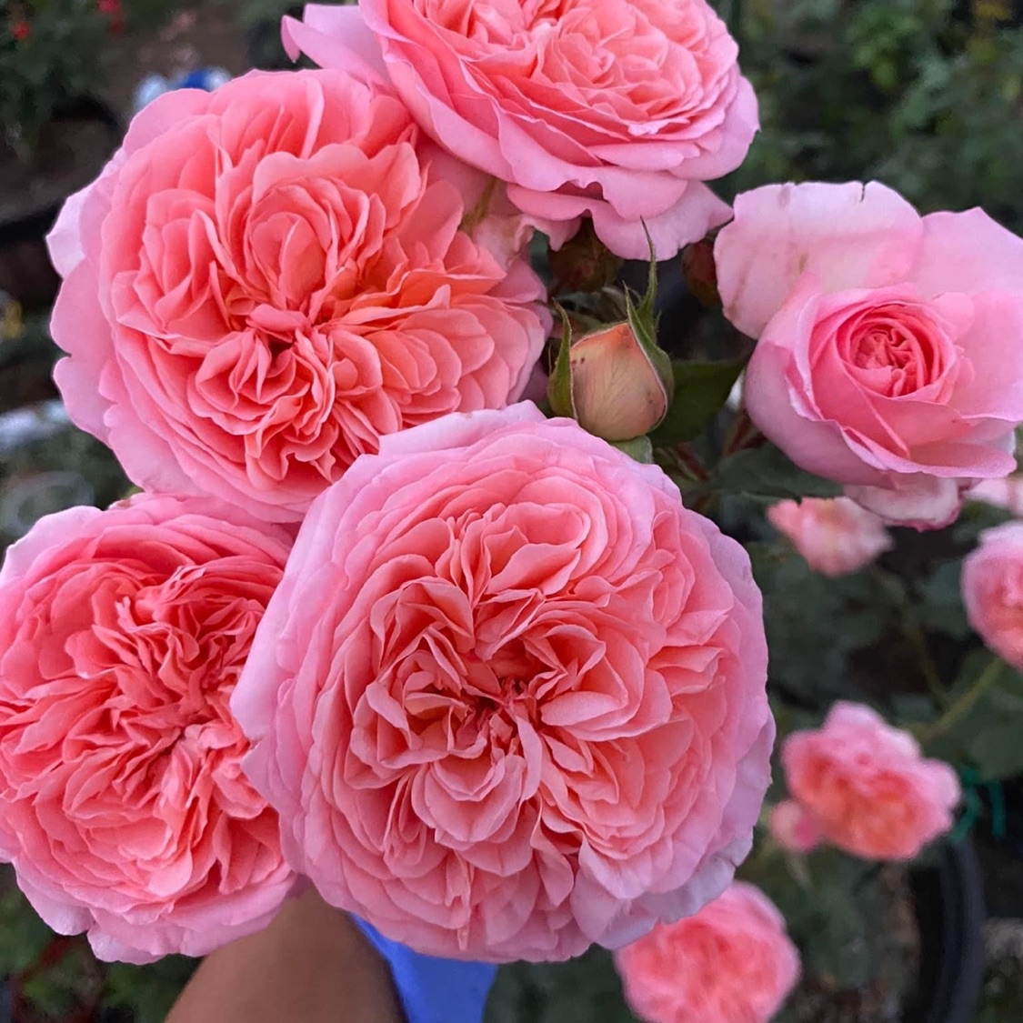 Tuấn Nguyễn Rose Garden, Cửa hàng trực tuyến Shopee Việt Nam