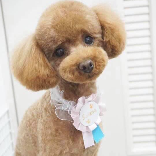 Dolly pet shop Phụ Kiện Thú, Cửa hàng trực tuyến Shopee Việt Nam