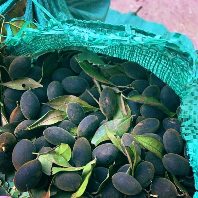 say rừng gia lai, Cửa hàng trực tuyến | Shopee Việt Nam