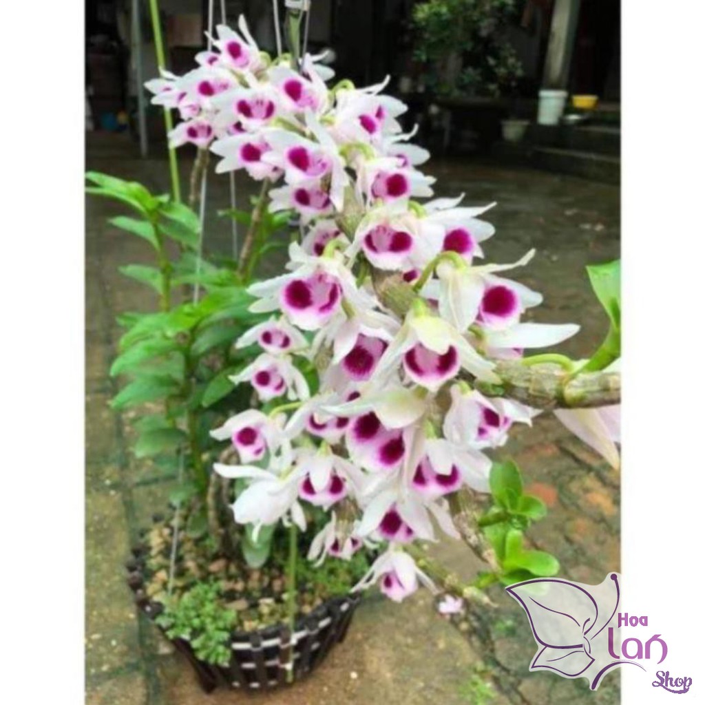 Phong Lan Phi Điệp 5 Cánh Trắng Hòa Bình Cây Giống 7-10 Cm | Shopee Việt Nam