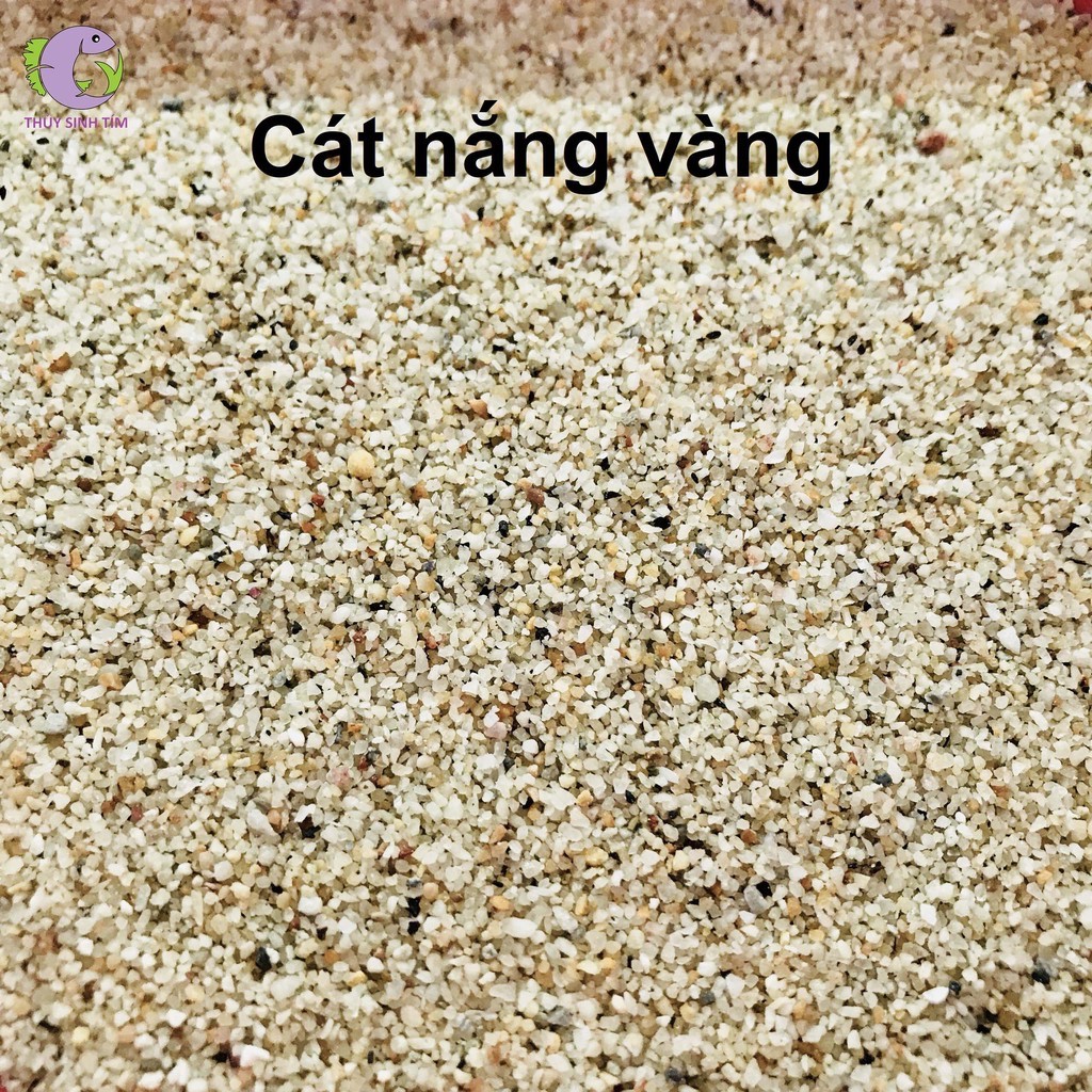 Giới thiệu về Cát Nắng Vàng Hạt To