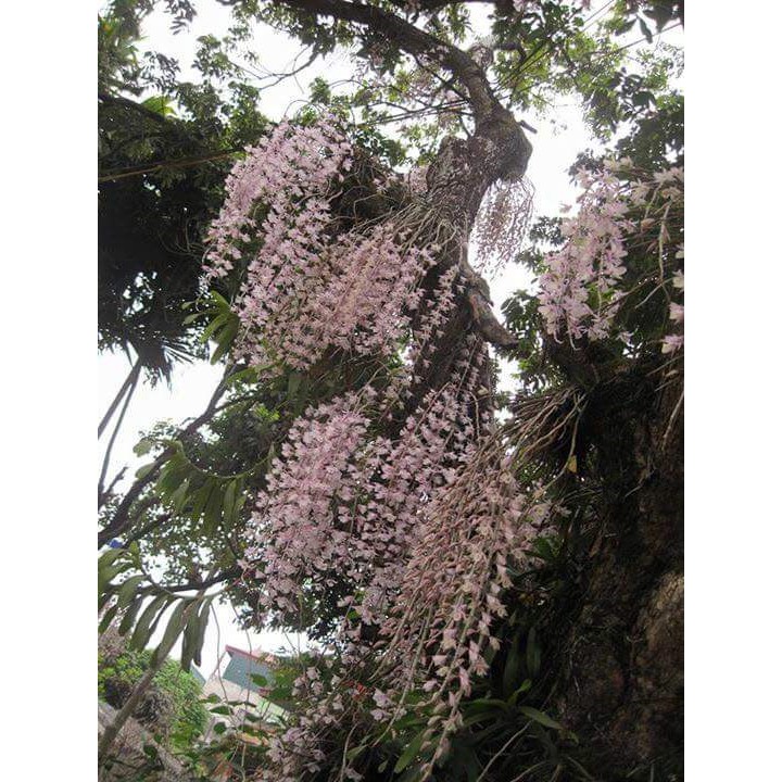 Phong Lan Rừng Hạc Vỹ Bắc 100K/Bó (0,6Kg) | Shopee Việt Nam