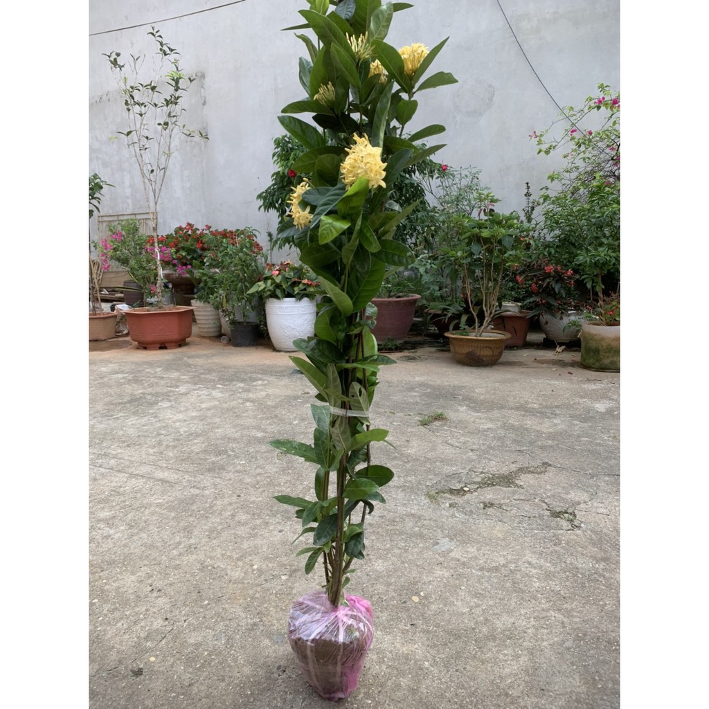 Cây Hoa Mẫu Đơn Ta Thoát Thân Gốc Khỏe, Cao Trên 1M, Hoa Nở Quanh Năm, Làm  Cây Kiểng Trang Trí Sân Vườn...(Ảnh Thật) | Shopee Việt Nam