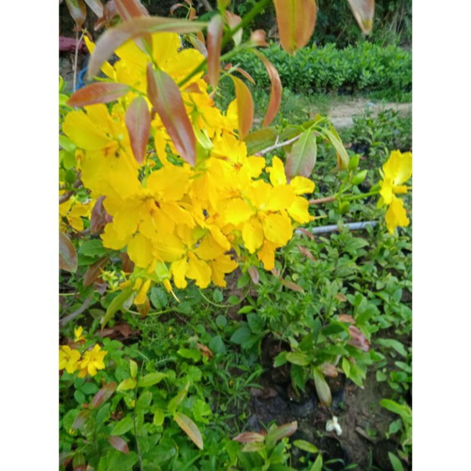 Cây giống Đại Dương Xanh BTre, Cửa hàng trực tuyến | Shopee Việt Nam