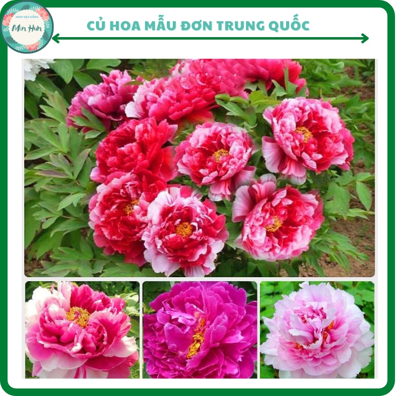 Củ Giống Hoa Mẫu Đơn Ngũ Sắc Đại Đóa, Cánh Kép, Màu Sắc Phong Phú Chuẩn Mặt  Hoa | Shopee Việt Nam