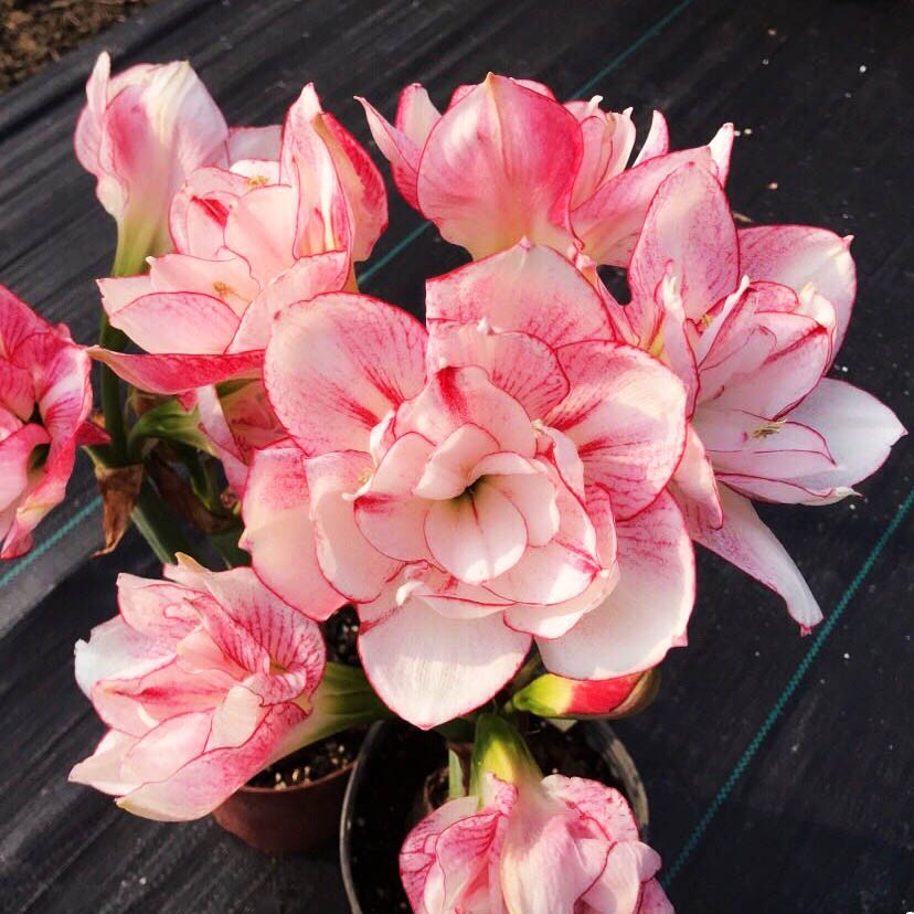 Hoa Lan Huệ Cánh Kép, Hoa Lan Huệ Tây Amaryllis Boyssenberry Swirl(Lan Huệ,  Loa Kèn) | Shopee Việt Nam