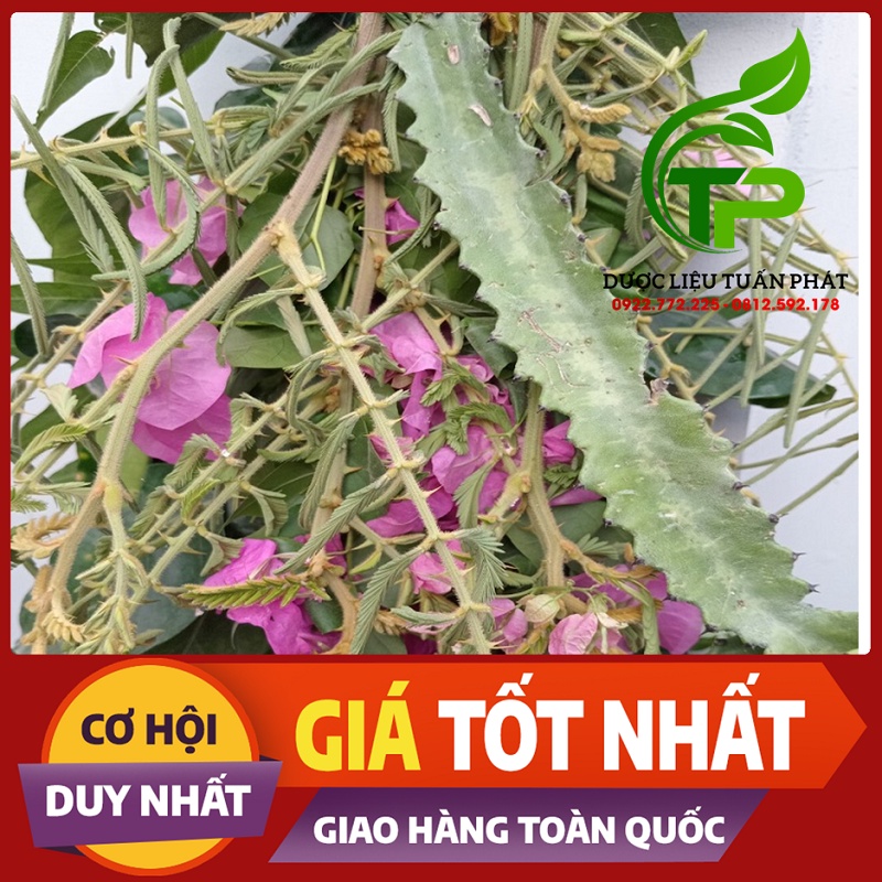 9 Loại Cây Có Gai - Những Loại Cây Độc Đáo Và Dễ Trồng