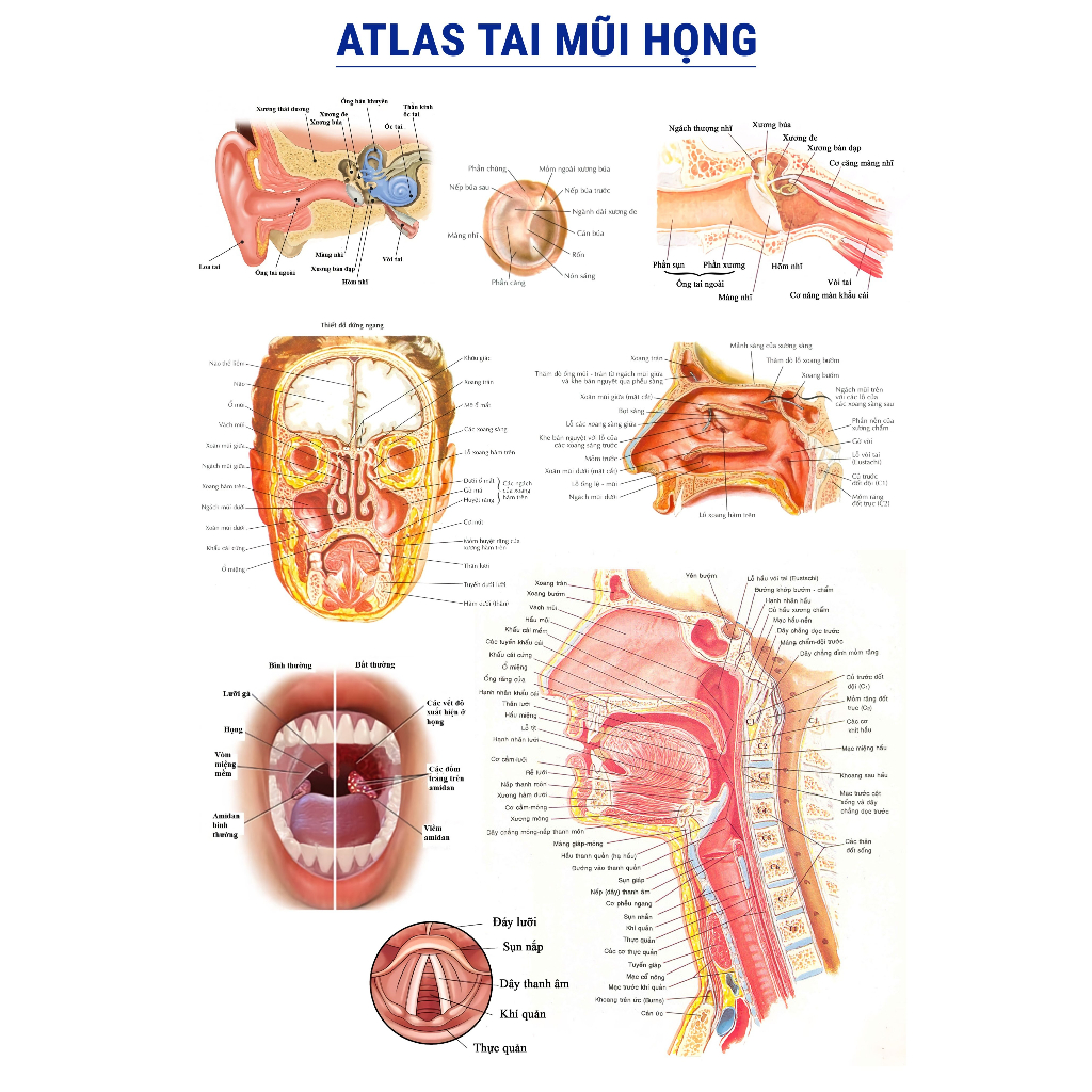 1. Giới thiệu về giải phẫu tai mũi họng