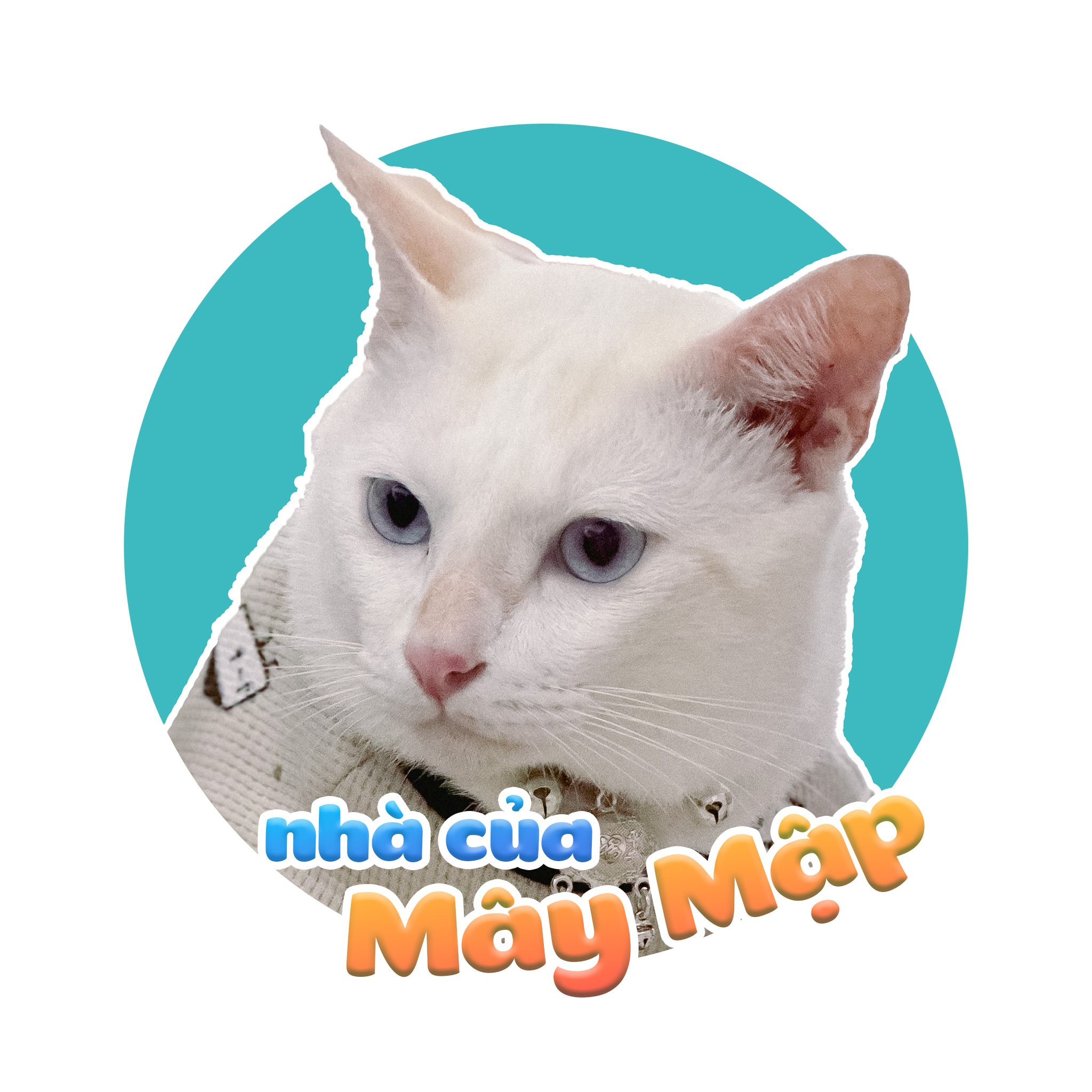Mây Mập | Pet Shop, Cửa hàng trực tuyến | Shopee Việt Nam