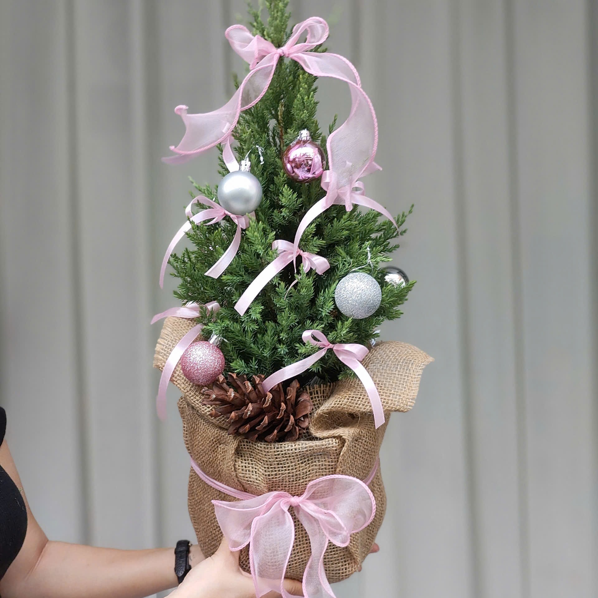 caythongnoel, Cửa hàng trực tuyến | Shopee Việt Nam