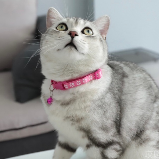 Su Cat_Pet Shop, Cửa hàng trực tuyến | Shopee Việt Nam