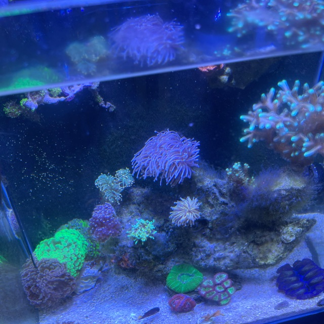 VHAquatic, Cửa hàng trực tuyến Shopee Việt Nam