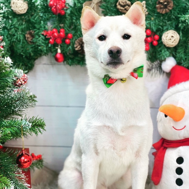 Chigon.everythingfromUS, Cửa hàng trực tuyến | Shopee Việt Nam