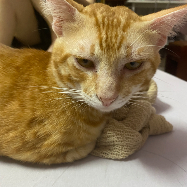 Silly Cat, Cửa hàng trực tuyến | Shopee Việt Nam